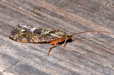 Agrypnia varia