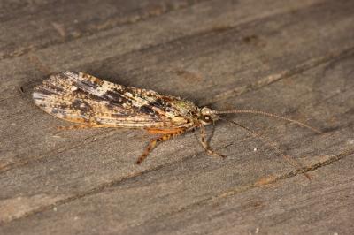 Agrypnia varia