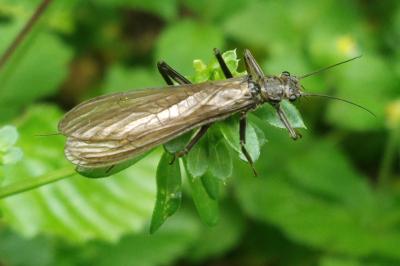 Perla marginata
