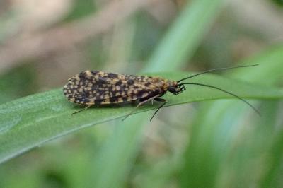 Philopotamus montanus