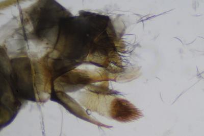 Glossosoma boltoni