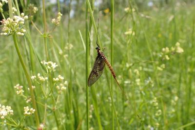 Ephemera vulgata