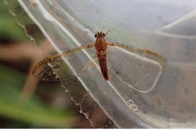 Cloeon dipterum