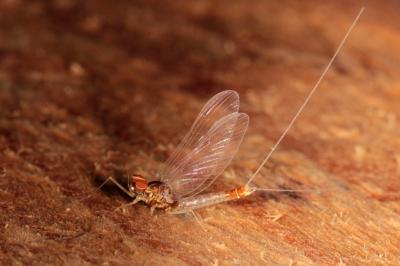 Procloeon pennulatum