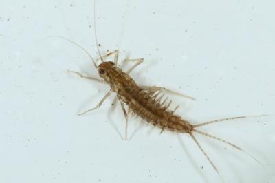 Cloeon dipterum