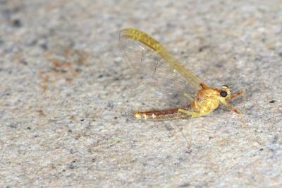 Cloeon dipterum