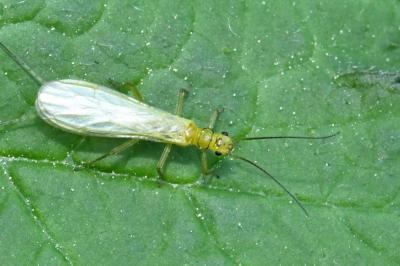 Siphonoperla torrentium