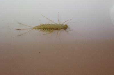 Cloeon dipterum