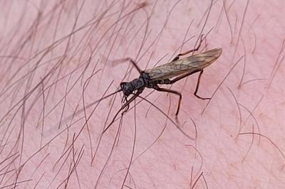 <i>Taeniopteryx schoenemundi</i>