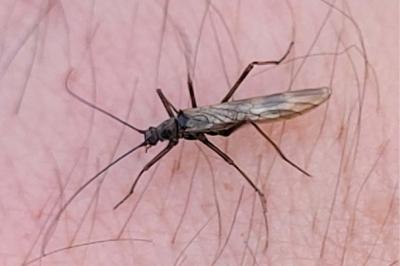 <i>Taeniopteryx schoenemundi</i>