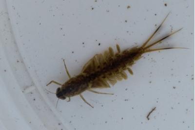 <i>Siphlonurus</i>