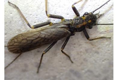 <i>Perlodes microcephalus</i>