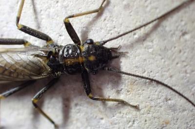 <i>Perlodes microcephalus</i>