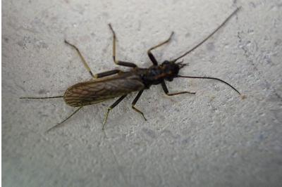<i>Perlodes microcephalus</i>