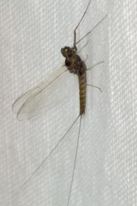 <i>Baetis rhodani</i>