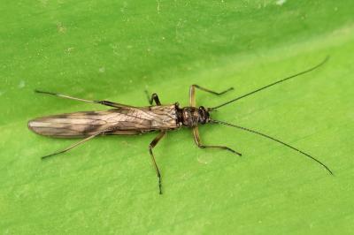 <i>Brachyptera risi</i>