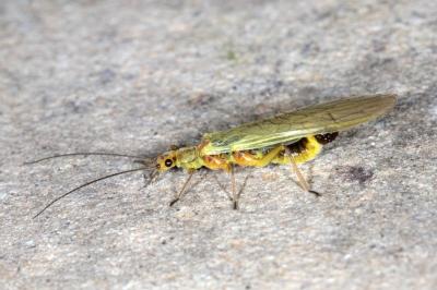 <i>Isoperla</i>