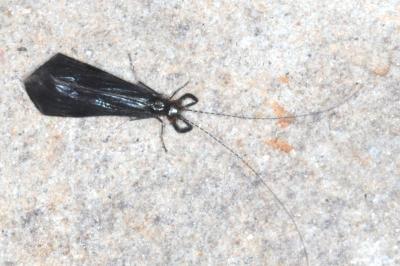 <i>Mystacides azureus</i>