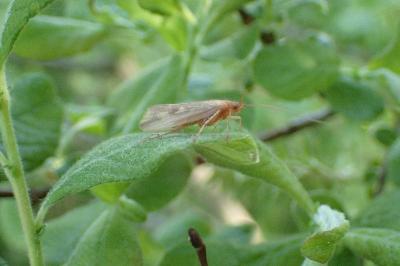 <i>Limnephilus centralis</i>
