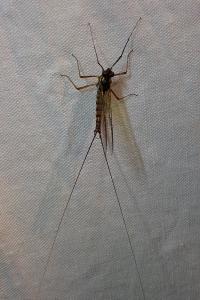 <i>Epeorus assimilis</i>