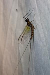 <i>Epeorus assimilis</i>