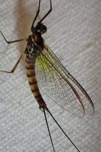 <i>Epeorus assimilis</i>