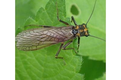 <i>Perlodes microcephalus</i>