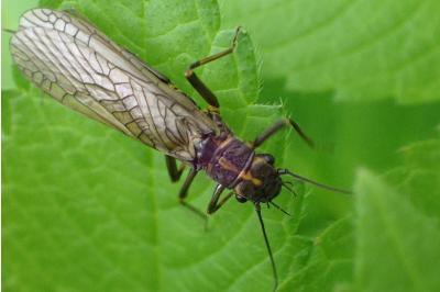 <i>Perlodes microcephalus</i>