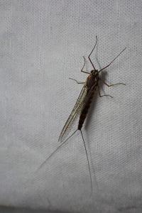 <i>Siphlonurus aestivalis</i>