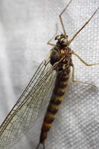 <i>Siphlonurus aestivalis</i>