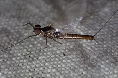 <i>Baetis rhodani</i>