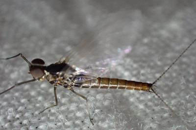 <i>Baetis rhodani</i>