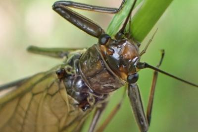 <i>Perla marginata</i>