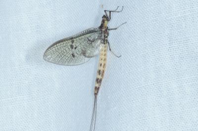 <i>Ephemera danica</i>