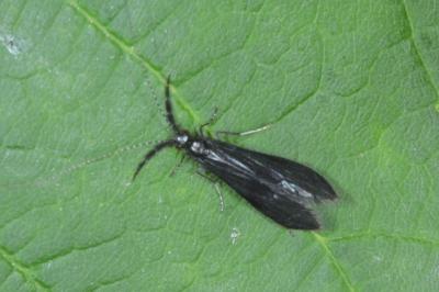 <i>Mystacides azureus</i>
