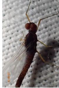 <i>Serratella ignita</i>