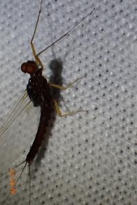 <i>Serratella ignita</i>