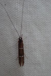 <i>Athripsodes albifrons</i>