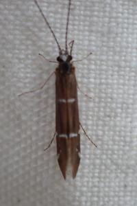 <i>Athripsodes albifrons</i>