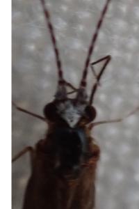 <i>Athripsodes albifrons</i>