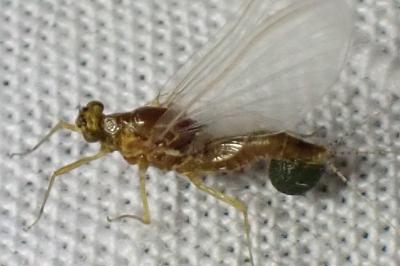 Serratella ignita