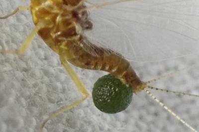 <i>Serratella ignita</i>