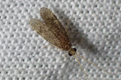 <i>Ecnomus tenellus</i>