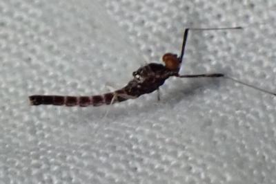 <i>Habrophlebia lauta</i>
