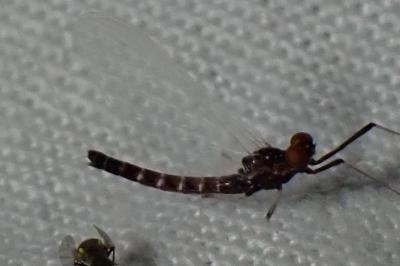 <i>Habrophlebia lauta</i>