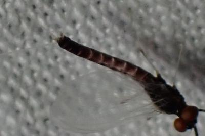 <i>Habrophlebia lauta</i>