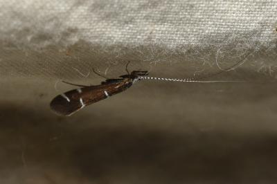 <i>Athripsodes albifrons</i>