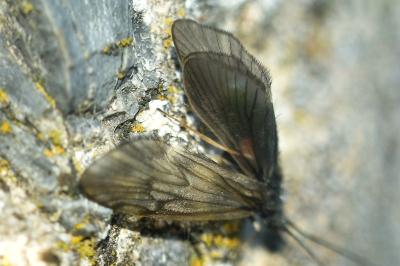<i>Brachycentrus subnubilus</i>
