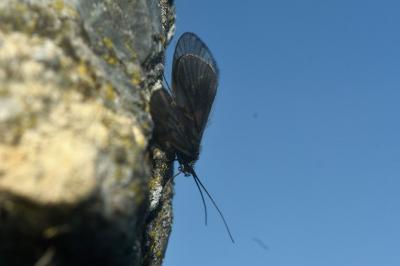 <i>Brachycentrus subnubilus</i>