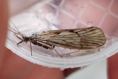 <i>Odontocerum albicorne</i>